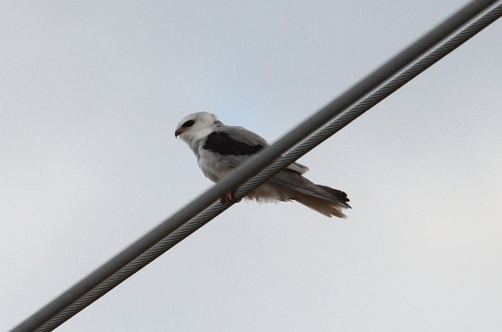 Hawk, White-tailed Kite, 2013-01063538 Resaca de la Palma State Park, TX.JPG - White-tailed Kite. Resca de la Palma State Park, TX, 1-6-2013